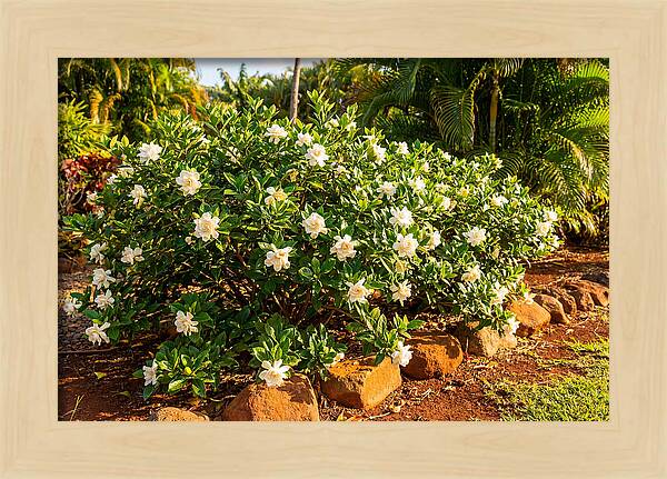 Gardenia Bush In Bloom