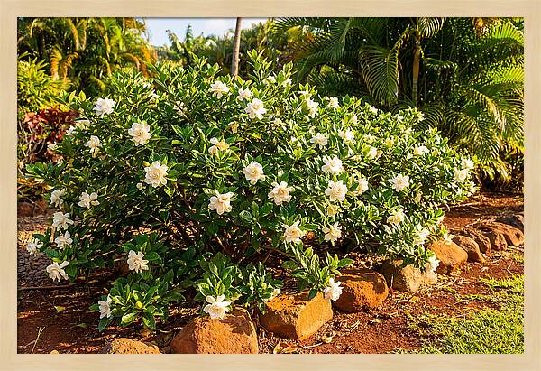 Gardenia Bush In Bloom