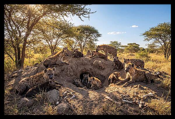 Gathering Of The Hyena Clan