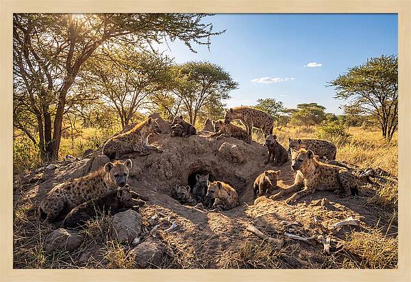 Gathering Of The Hyena Clan
