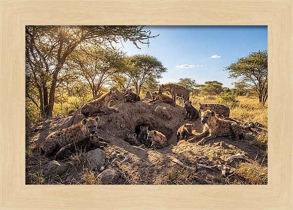 Gathering Of The Hyena Clan