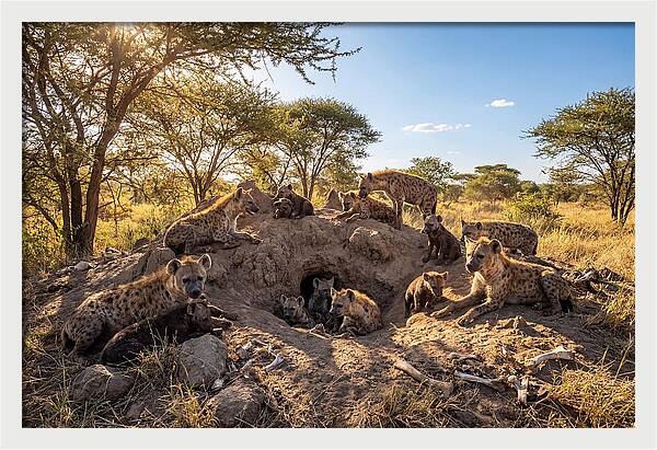 Gathering Of The Hyena Clan