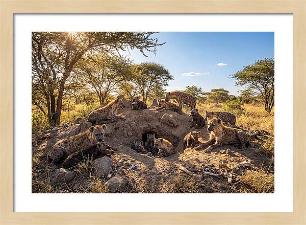Gathering Of The Hyena Clan