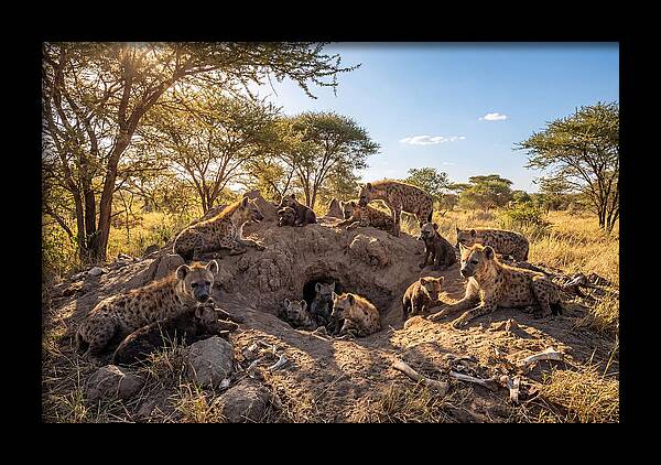 Gathering Of The Hyena Clan