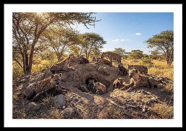 Gathering Of The Hyena Clan