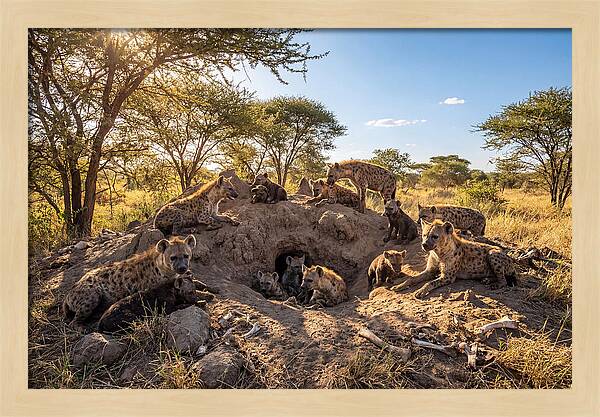 Gathering Of The Hyena Clan