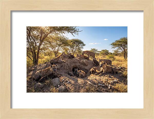 Gathering Of The Hyena Clan