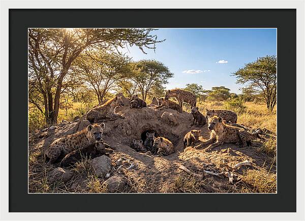 Gathering Of The Hyena Clan