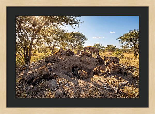 Gathering Of The Hyena Clan