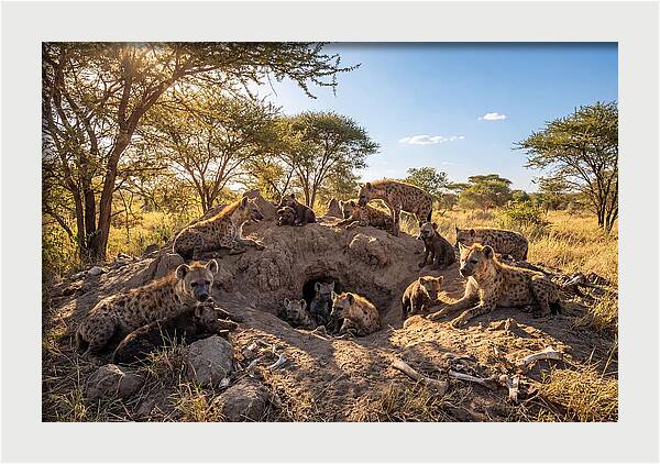 Gathering Of The Hyena Clan