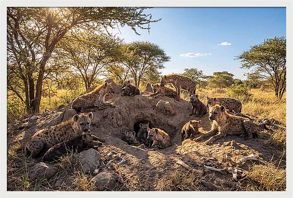 Gathering Of The Hyena Clan