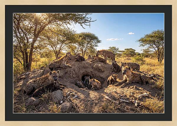 Gathering Of The Hyena Clan