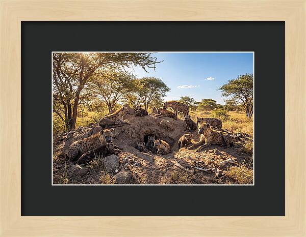 Gathering Of The Hyena Clan