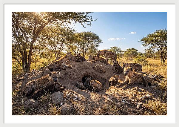 Gathering Of The Hyena Clan