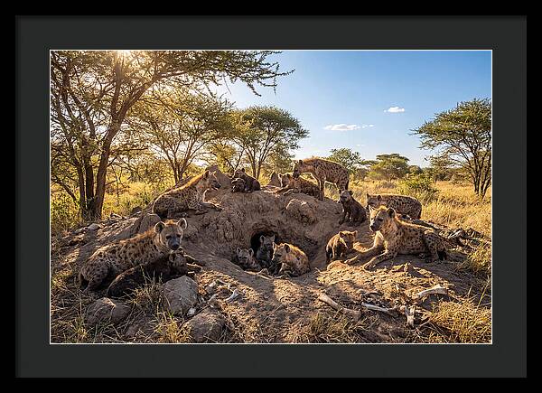 Gathering Of The Hyena Clan