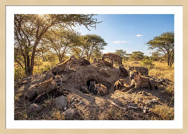 Gathering Of The Hyena Clan