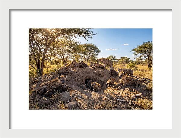 Gathering Of The Hyena Clan