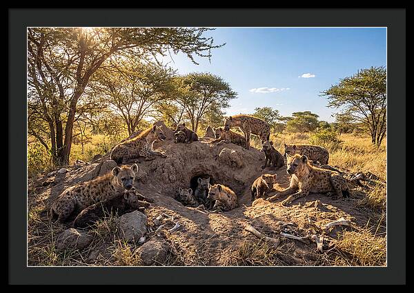 Gathering Of The Hyena Clan