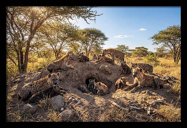 Gathering Of The Hyena Clan
