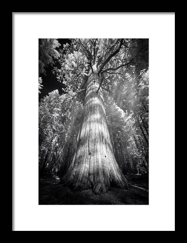 Gazing Up Through Sequoia Canopy