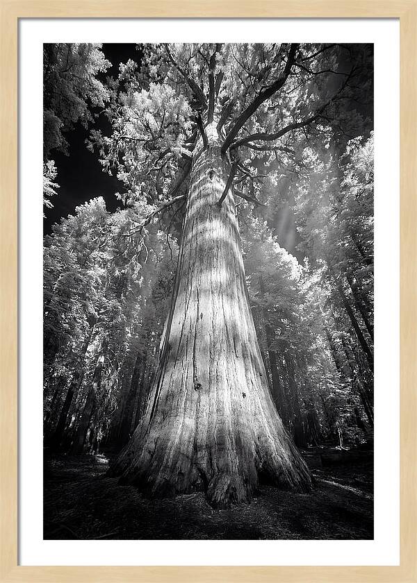 Gazing Up Through Sequoia Canopy