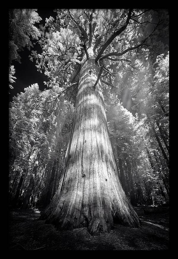 Gazing Up Through Sequoia Canopy