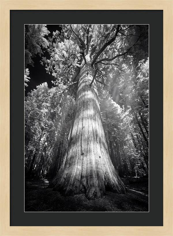 Gazing Up Through Sequoia Canopy