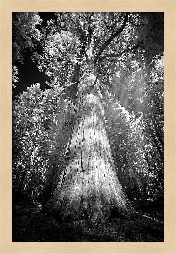 Gazing Up Through Sequoia Canopy