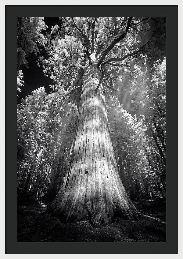 Gazing Up Through Sequoia Canopy