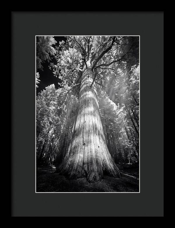 Gazing Up Through Sequoia Canopy