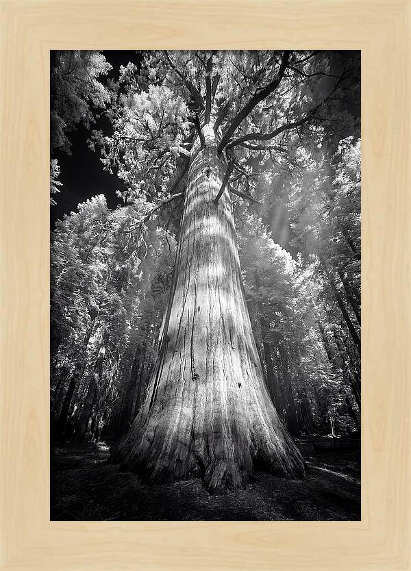 Gazing Up Through Sequoia Canopy