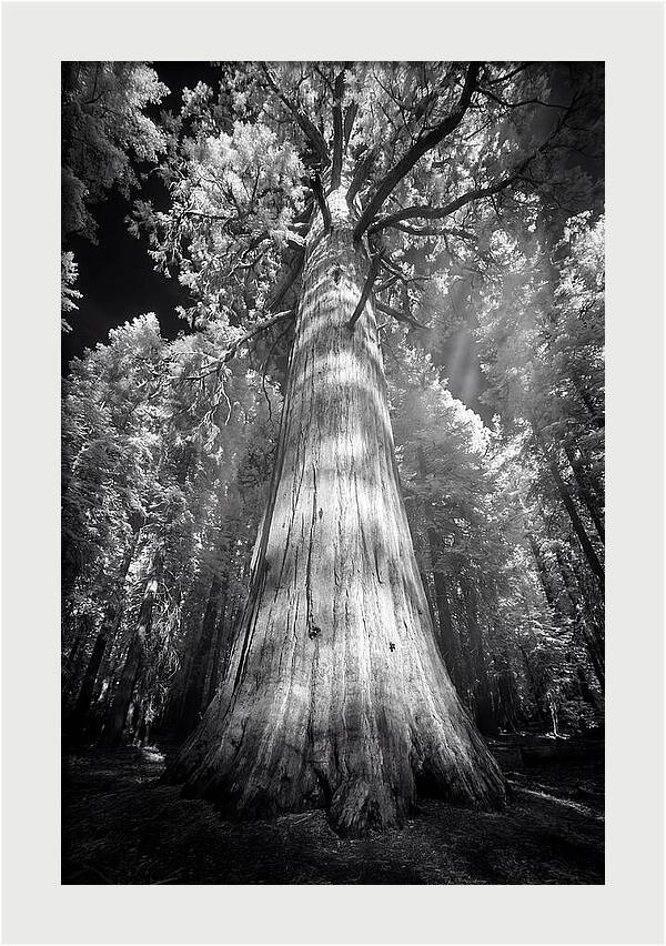 Gazing Up Through Sequoia Canopy