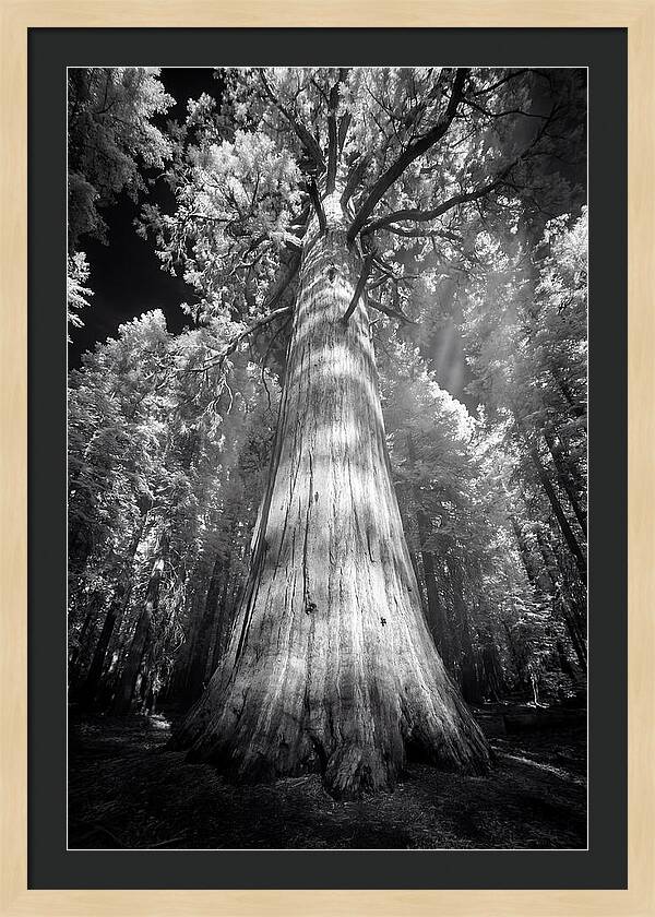 Gazing Up Through Sequoia Canopy