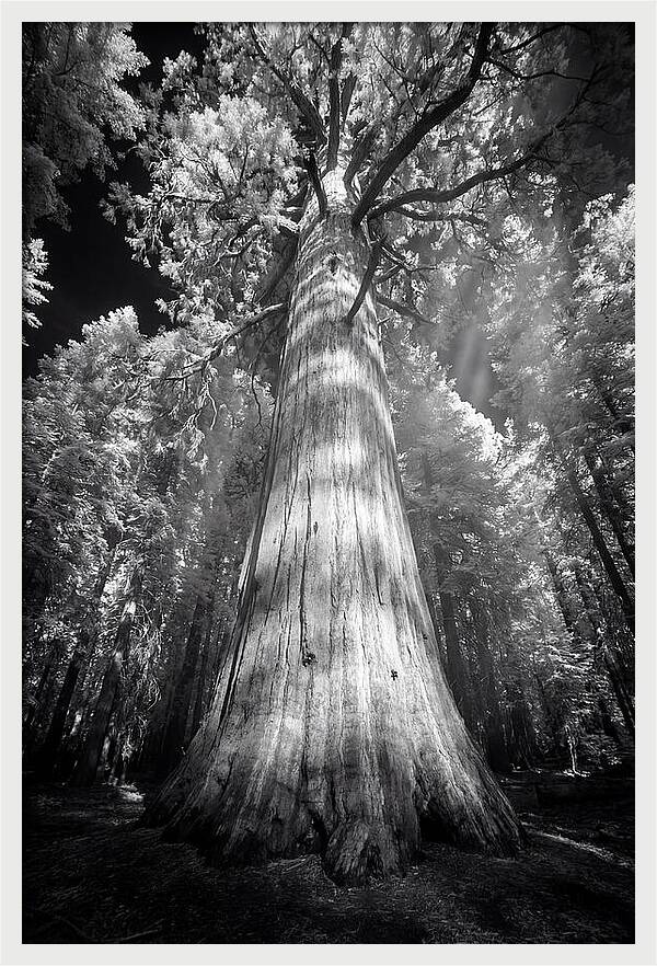 Gazing Up Through Sequoia Canopy