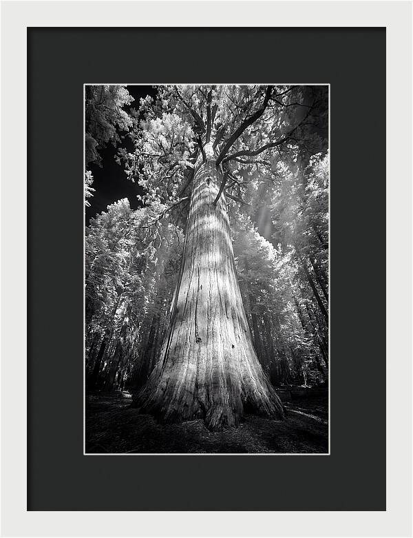 Gazing Up Through Sequoia Canopy