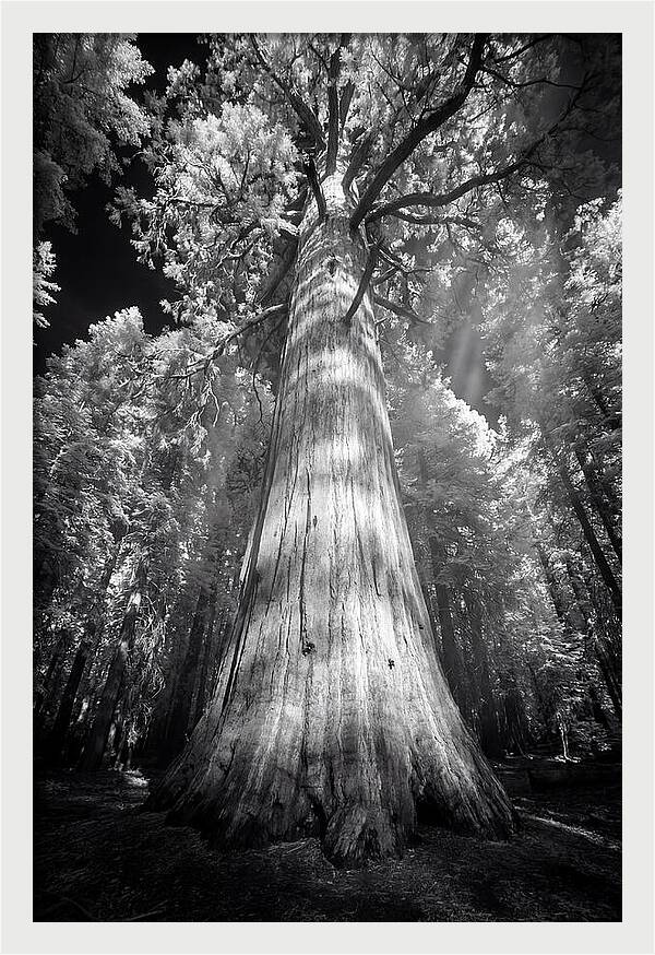 Gazing Up Through Sequoia Canopy