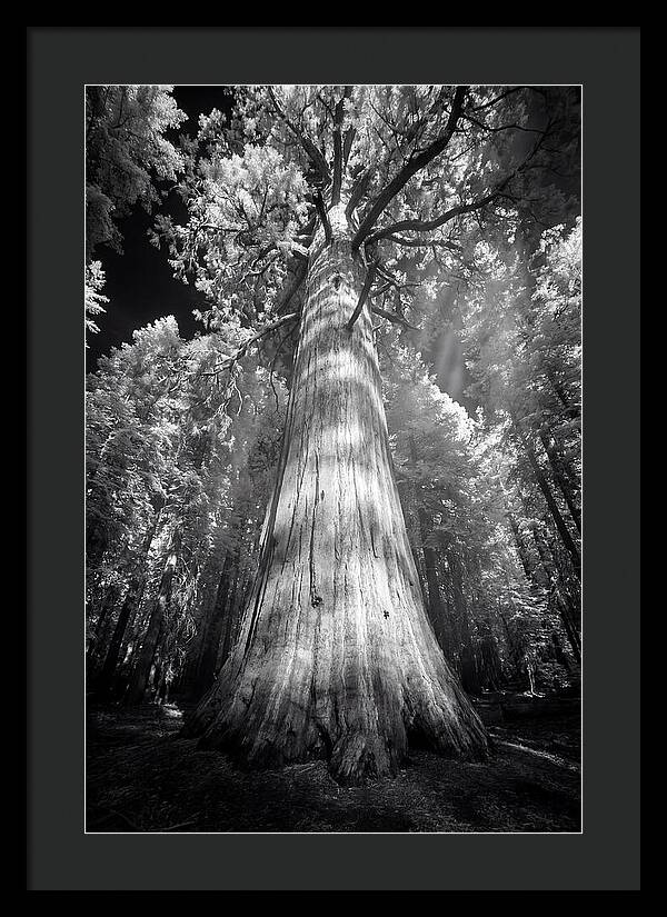 Gazing Up Through Sequoia Canopy