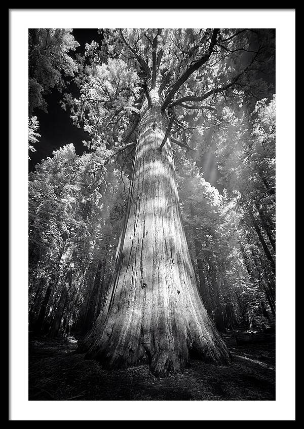 Gazing Up Through Sequoia Canopy