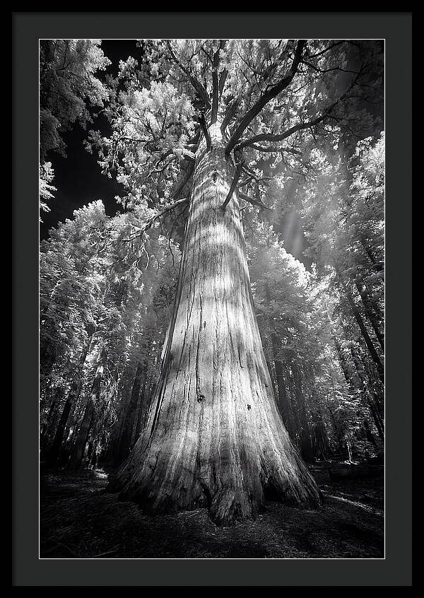Gazing Up Through Sequoia Canopy