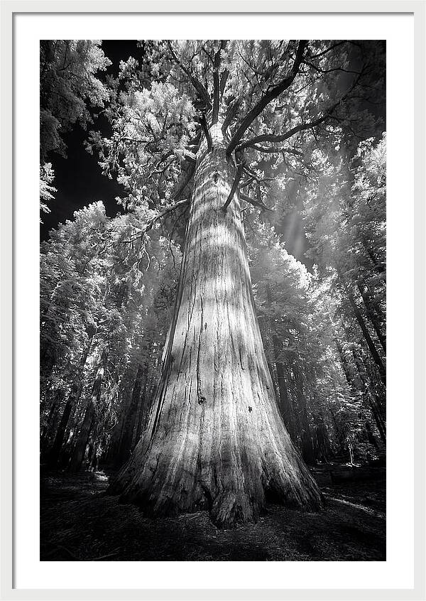 Gazing Up Through Sequoia Canopy