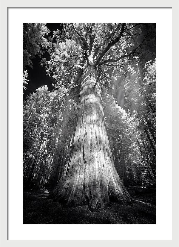Gazing Up Through Sequoia Canopy