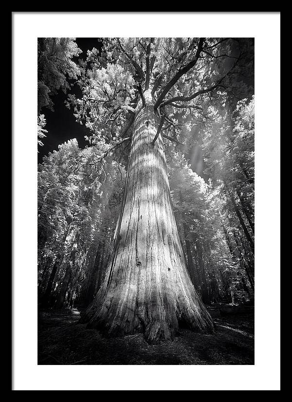 Gazing Up Through Sequoia Canopy