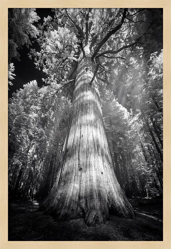 Gazing Up Through Sequoia Canopy