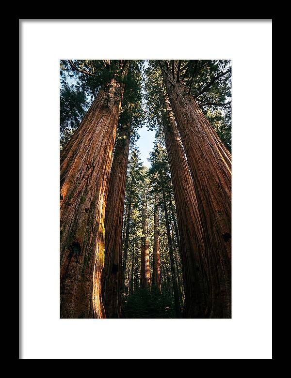 Gazing Up Through Sequoias