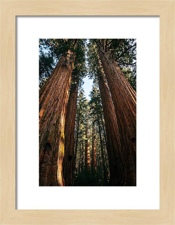 Gazing Up Through Sequoias