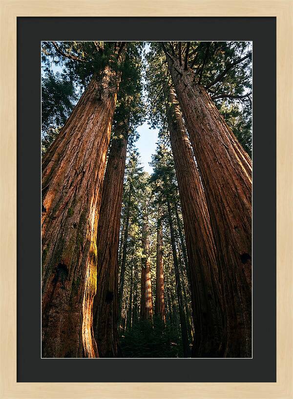 Gazing Up Through Sequoias