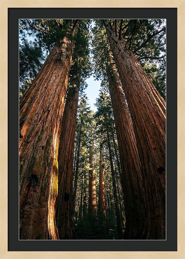 Gazing Up Through Sequoias