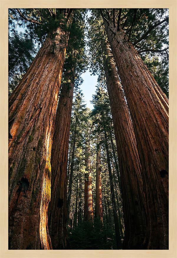 Gazing Up Through Sequoias