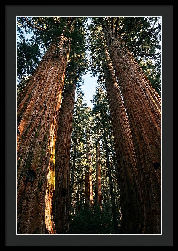 Gazing Up Through Sequoias