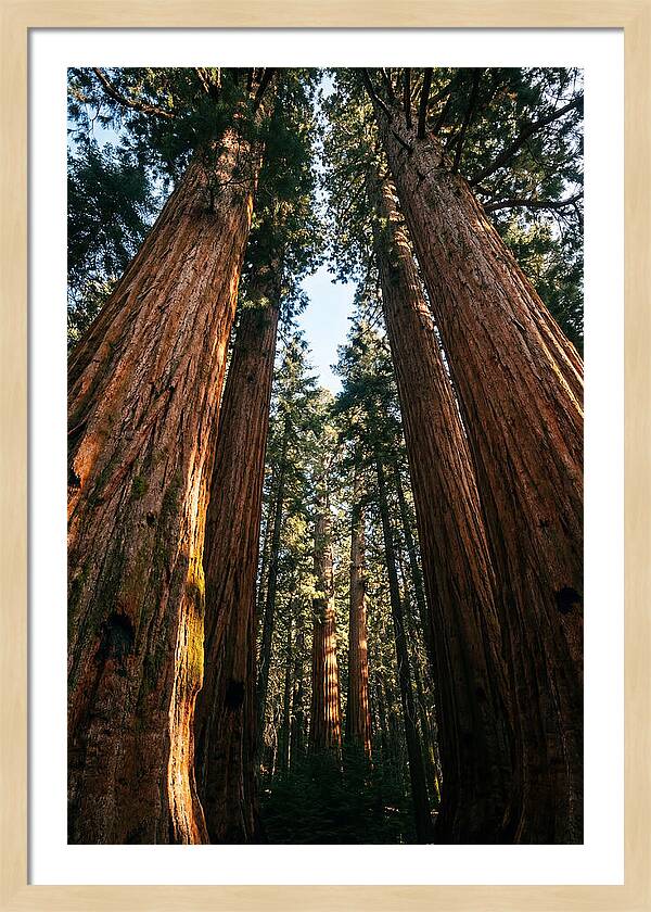 Gazing Up Through Sequoias